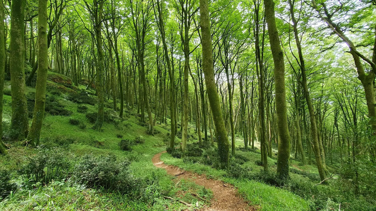 Faggeti delle Serre Calabresi